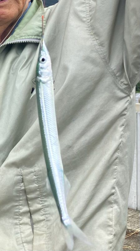 サヨリウジャウジャおかえりアジ