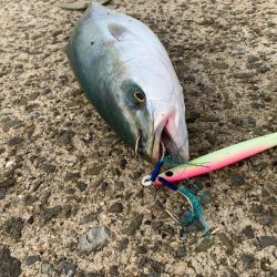 久しぶりのハマチ