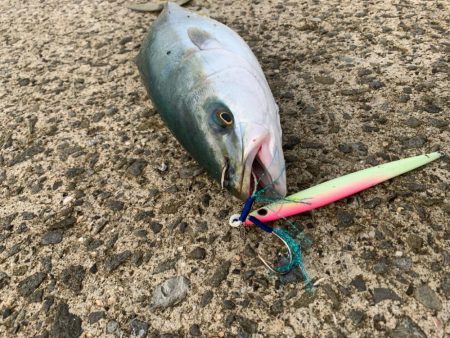 久しぶりのハマチ