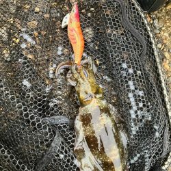 秋🦑　粘って数釣り😅