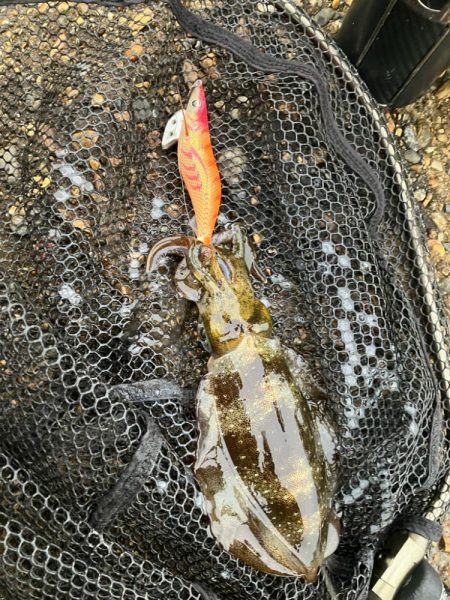 秋🦑　粘って数釣り😅