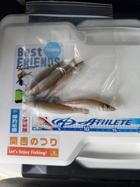 落ちギス狙いに