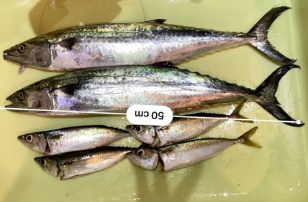 まだ祭り継続で多種の参加