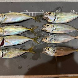 深夜の癒しの時間