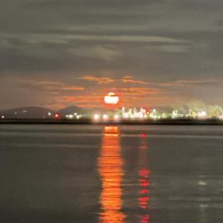 チーバス祭開催中