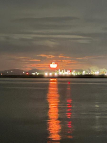 チーバス祭開催中