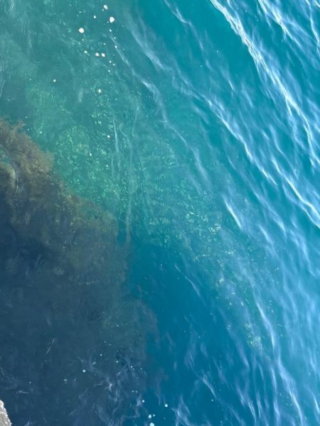 和歌山沖磯ロックショア