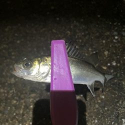 癒しの豆アジングは続く