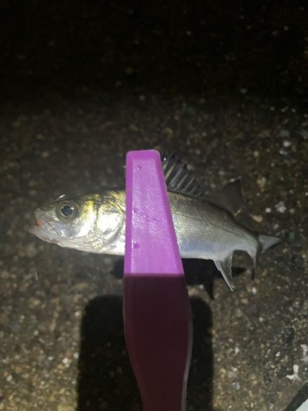 癒しの豆アジングは続く