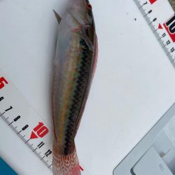 幻の8尾目、カワハギスタの無念