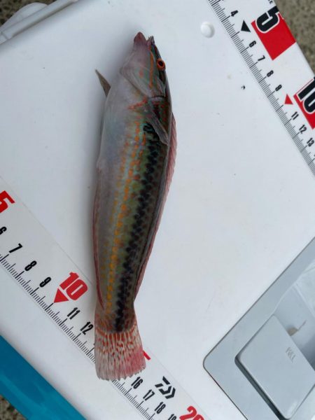 幻の8尾目、カワハギスタの無念