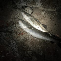 腕パンパン！1時間で60up4本初釣果