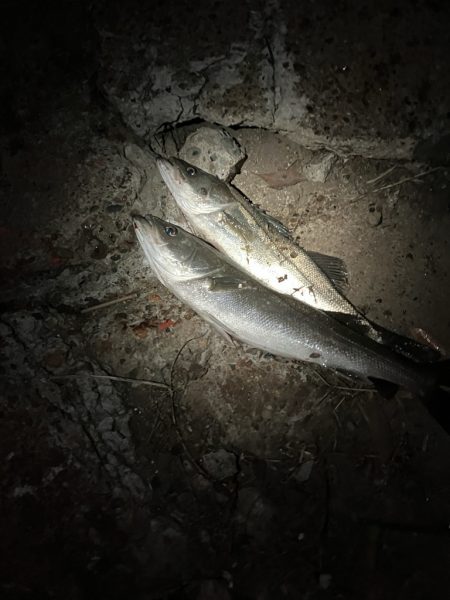 腕パンパン！1時間で60up4本初釣果