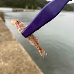 秋イカ探し　失敗2