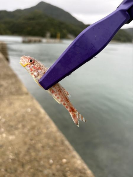 秋イカ探し　失敗2