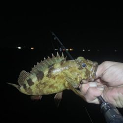 南港、舞洲調査