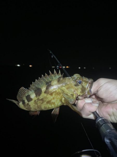 南港、舞洲調査