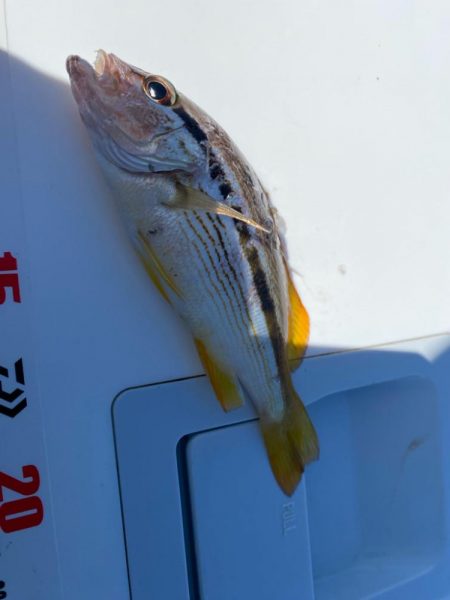 波風強し、スミ2のカワハギスタ