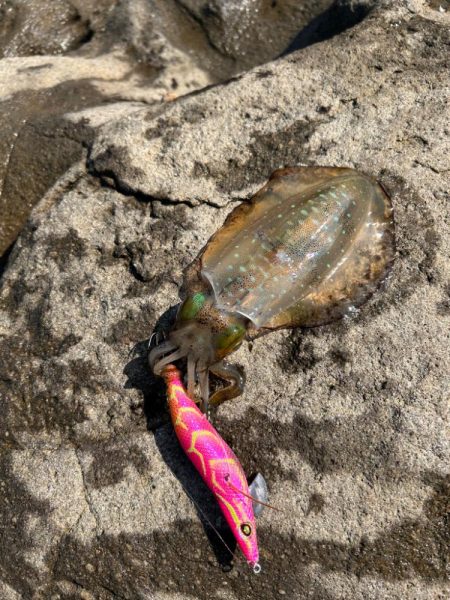 磯エギング🦑