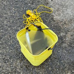 ついでに舌平目getの大漁で大歓喜