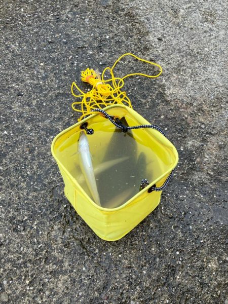 ついでに舌平目getの大漁で大歓喜