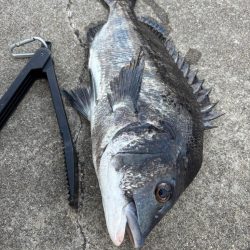 チヌ、グレ多数　エビ撒き