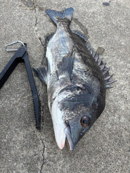 チヌ、グレ多数　エビ撒き