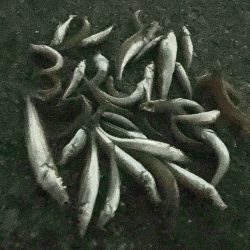 今年最終に大漁節♪