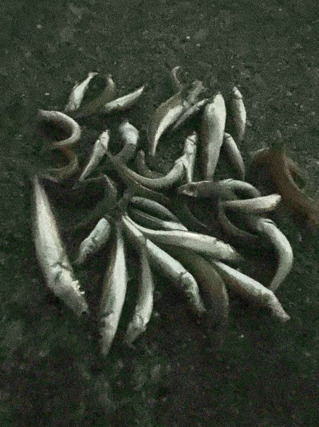 今年最終に大漁節♪