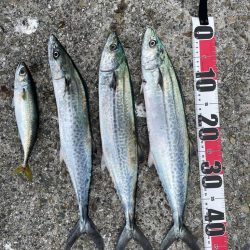 サゴシ祭り参加