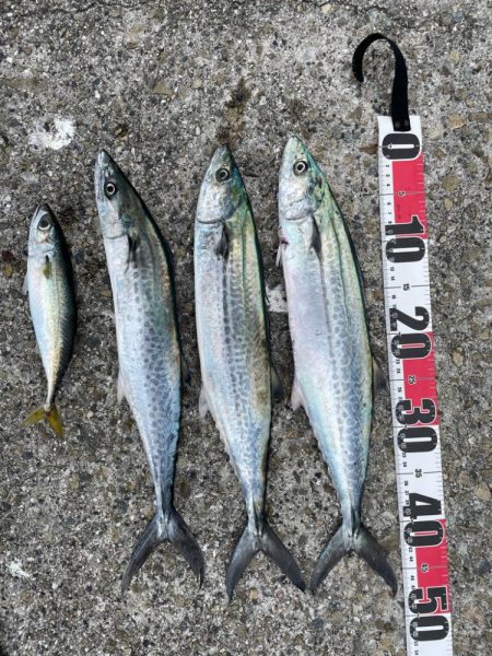 サゴシ祭り参加