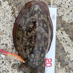 タチウオ回遊中