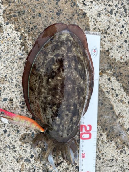 タチウオ回遊中