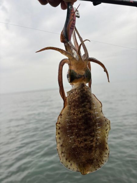 大阪秋エギング