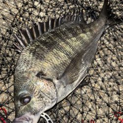 ヘチってきました