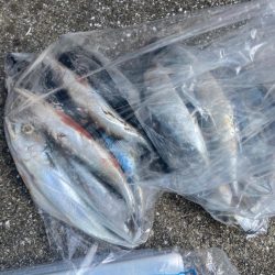 またまたアラキャッチ