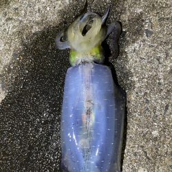 軍艦グリーンでアオリイカ