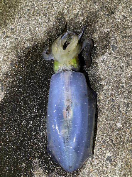 軍艦グリーンでアオリイカ