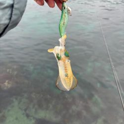 【伊根エリア】500g突入！秋イカ探し③