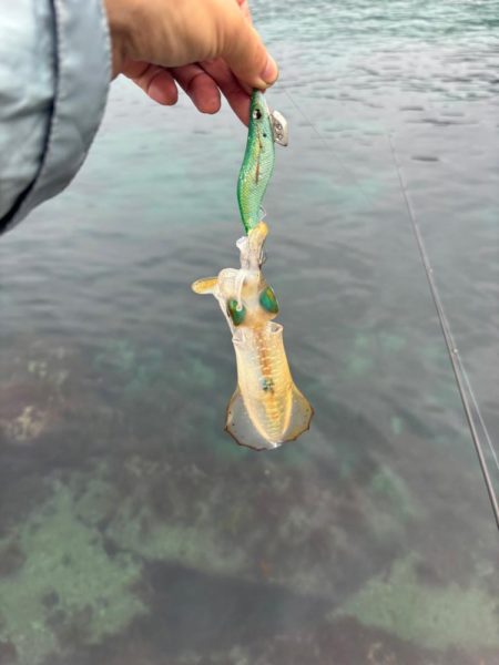 【伊根エリア】500g突入！秋イカ探し③