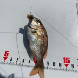 シロギスタ:陸っぱりカワハギ12尾