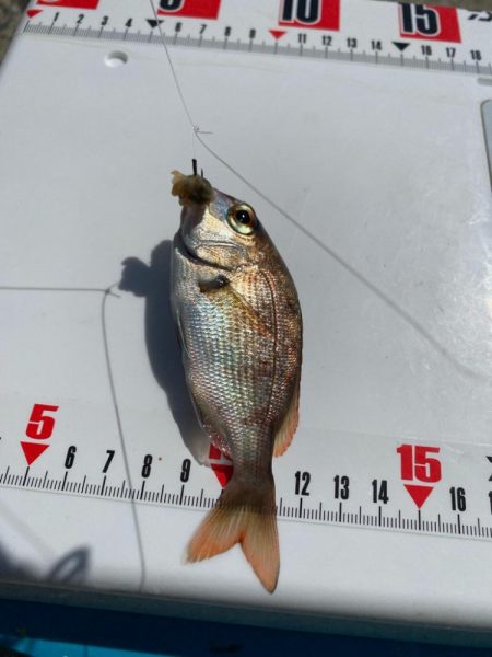 シロギスタ:陸っぱりカワハギ12尾