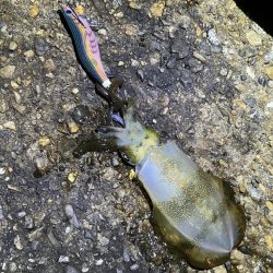 秋🦑 中々サイズが伸びない😅