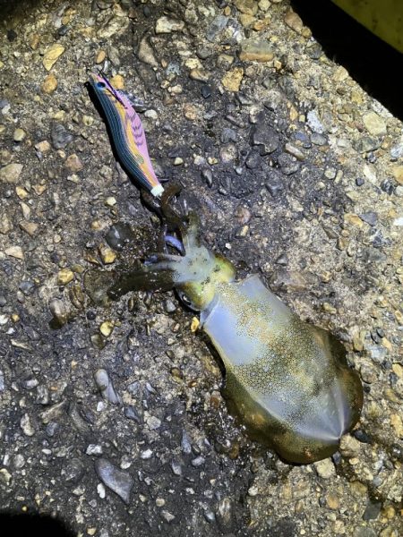 秋🦑 中々サイズが伸びない😅