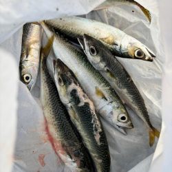 ジグサビキ　39