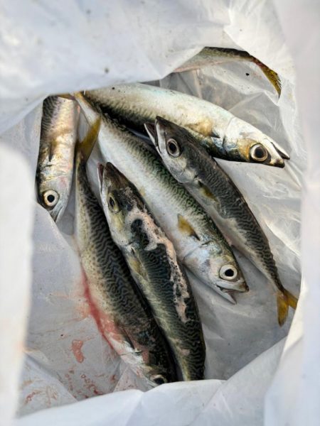 ジグサビキ　39