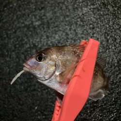 底見え干潮でもアジング