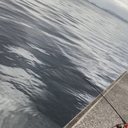 サバゲーでプラクティス