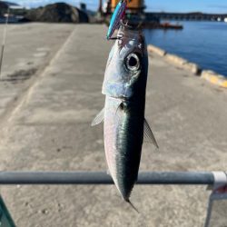 ライトショアジギングとライトゲーム