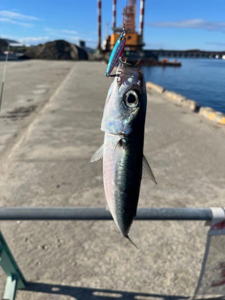 ライトショアジギングとライトゲーム